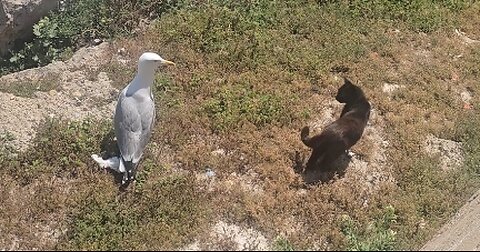 Vegan Cat Shows NO INTEREST In Eating His Big Juicy Bird Buddy