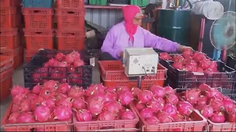 Fruit Kingdom! Amazing Fruit Harvest, Fruit Cutting Master: Dragon Fruit, Mango,Watermelon,Pineapple