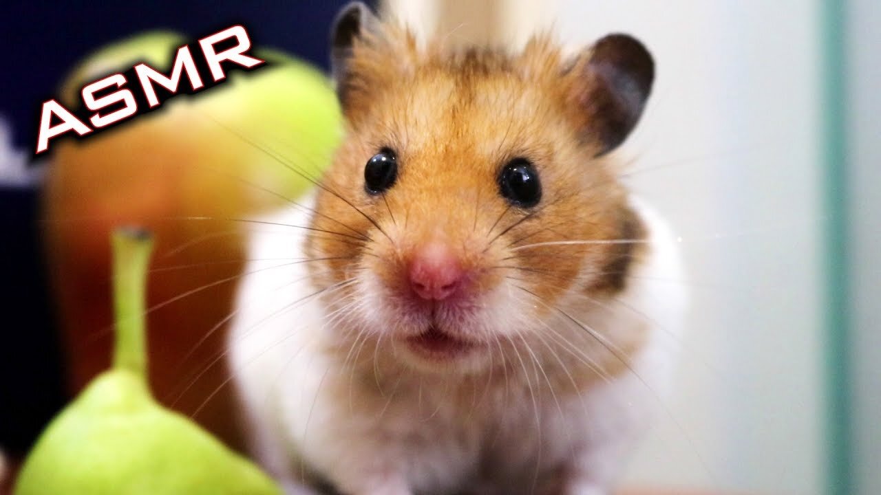Hamster Eating Pear ASMR 🐹4 | Animal ASMR