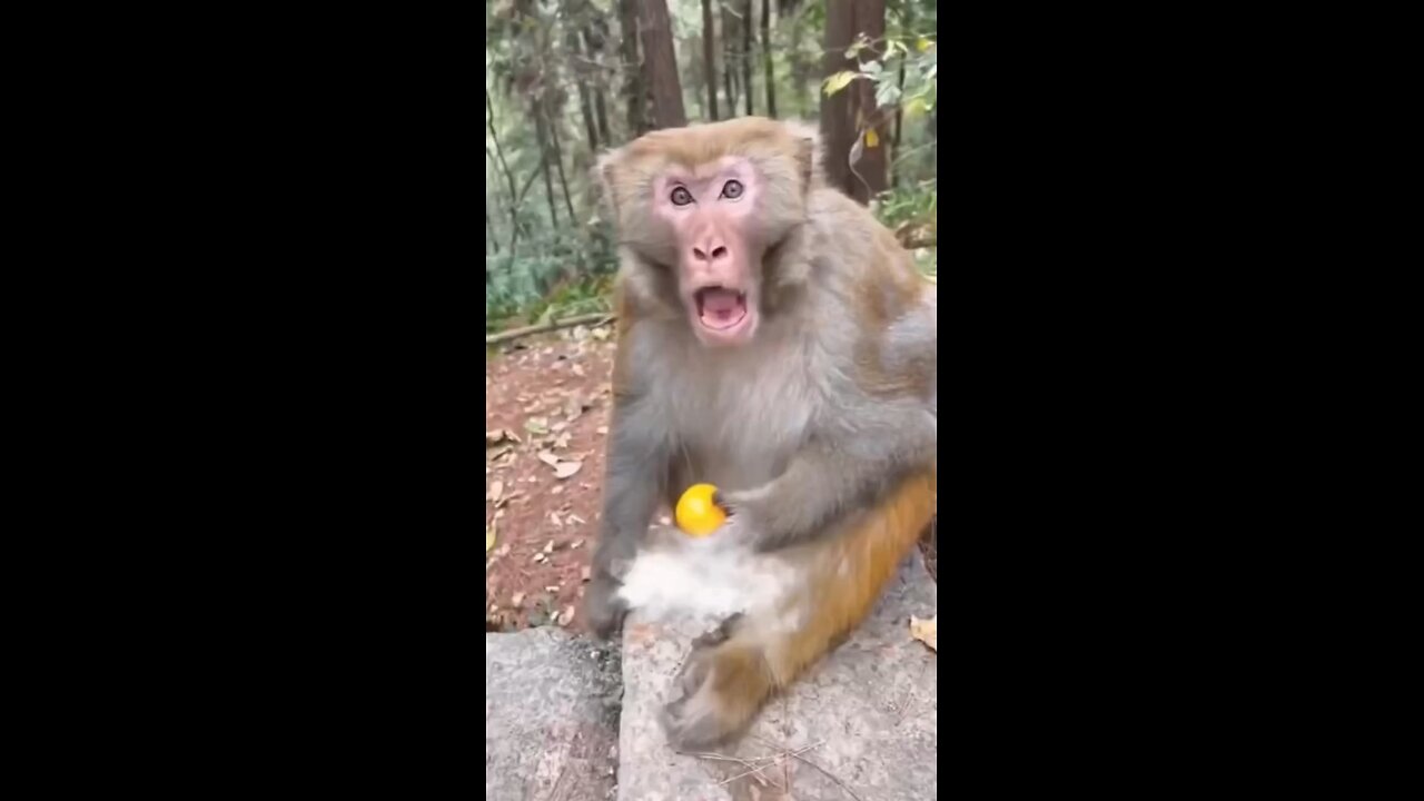 funny monkey