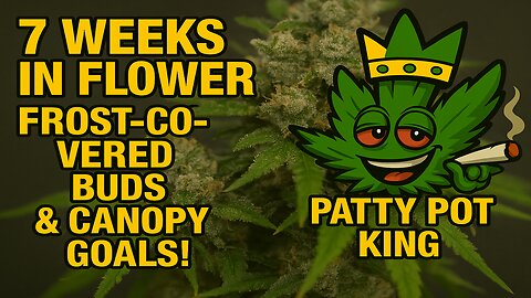 Sticky, Frosty Buds at Week 7 🌿 The Canopy Is CRAZY!