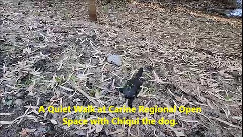 A Quiet Walk at Carine Regional Open Space with Chiqui, the dog. Perth Australia