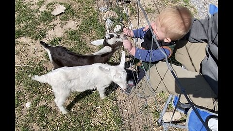 Baby Pack Goat Pick Up Day