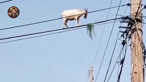 Goat Electrocuted After Climbing High Voltage Wire – Major Accident in the Village