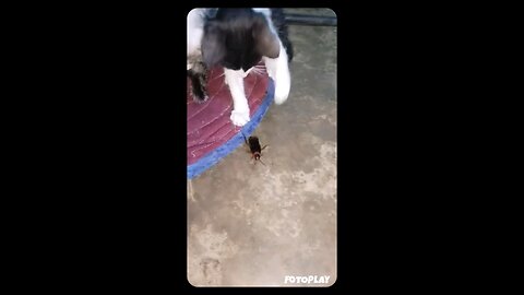 La Cucaracha 🤣🤣🤣