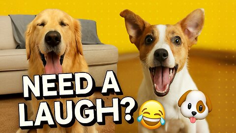 Need a Laugh? Watch These Funny Dogs Be Absolute Goofs 😂🐶