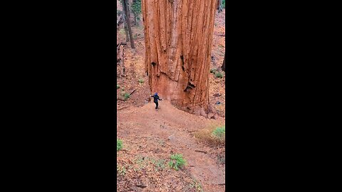 amazing tree