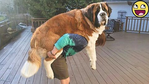 Big Dogs Have Zero Concept Of Their Size 🐶Funny Dog 2025