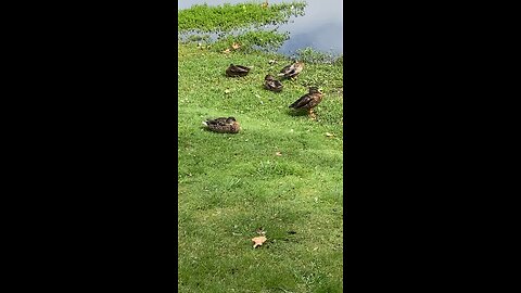 Mallard Ducks 🦆 #mallardducks #shorts #viral #trending #ducks #duck #followme