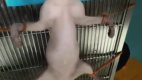 #Cute pets#Original video#Don t blink. I m going to transform#Guangdong lychees are so