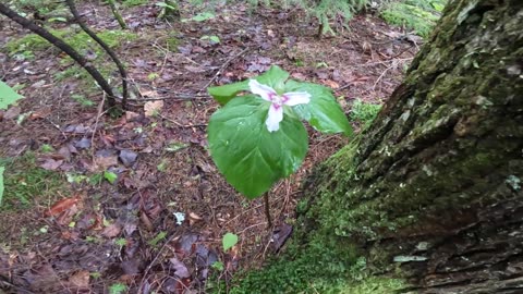 Painted Trillium