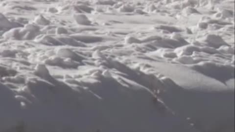 Wolf Alpha Dominance_ Intruder Retreats in Snowy Showdown