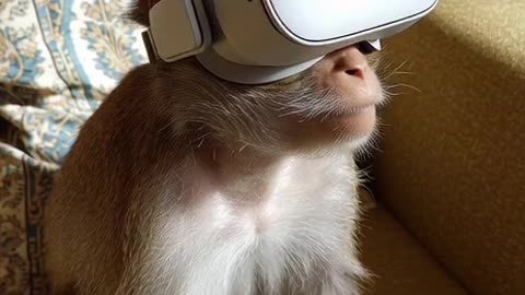 a monkey wearing a VR meta oculus in a living room