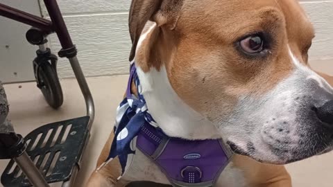 Goliath 5y A830498 real nervous with me@TRN whines sometimes lookin for permanent home now2025072074