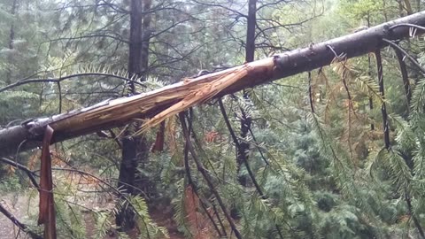 Bigfoot Evidence - finger gouge in path blocking tree
