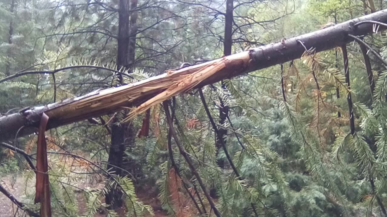 Bigfoot Evidence - finger gouge in path blocking tree
