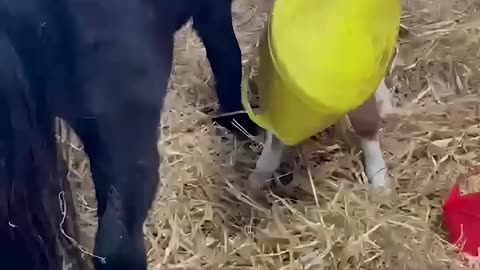 Basket Stuck on Baby Pony's Head
