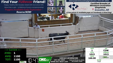 8/25/2025 - Cow & Bull Auction - OKC West