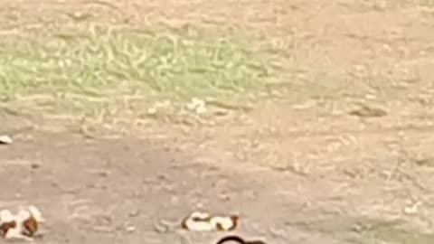My Street pet dogs