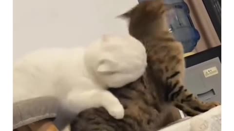 #funny cat videos