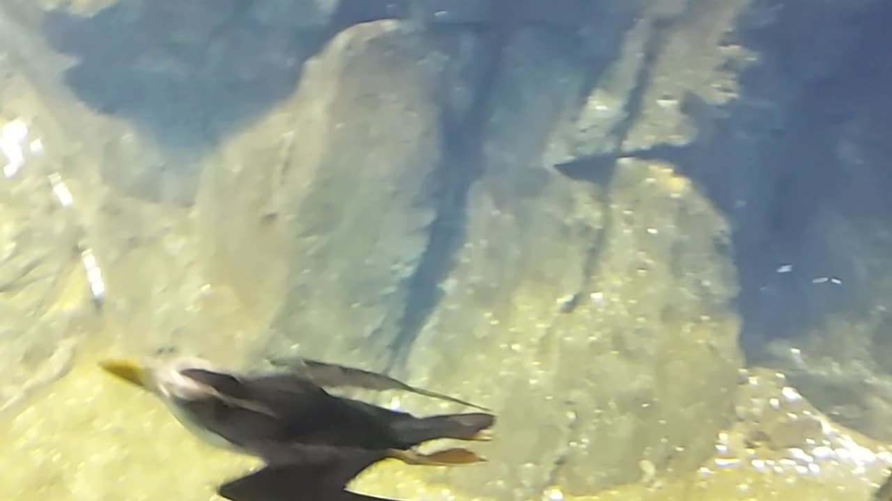 penguins