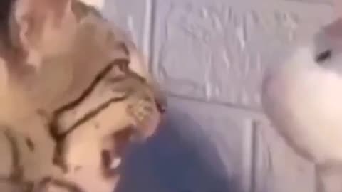 😂 Don't Copy This Ahh Cat! | FunFM