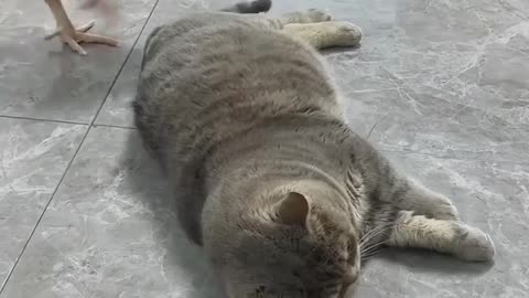 😂🐱 Cat's Epic Fail with Chicken | FunFM