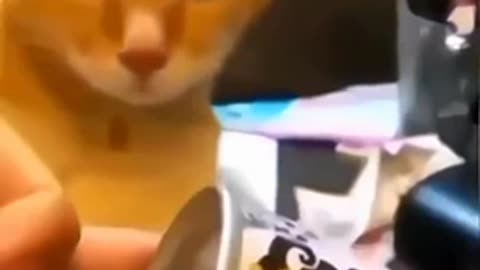 Pets Caught in the Act of Being Too Cute!