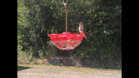 Some hummer action