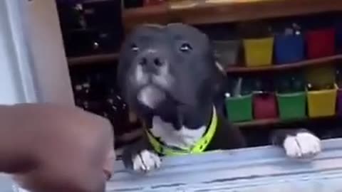 😂🐾 The Funniest Paw Pound You'll See All Day | FunFM