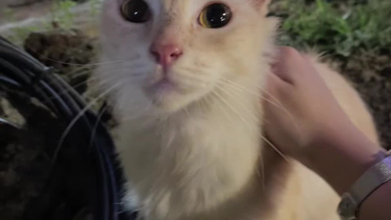 Kelakuan kucing luc Dan menggemaskan