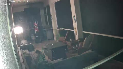 Another Raccoon after traps