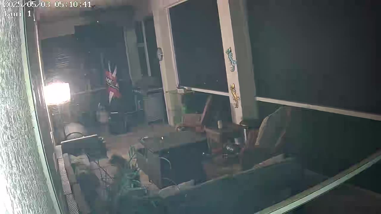 Another Raccoon after traps