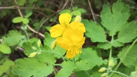 Celandine Poppy