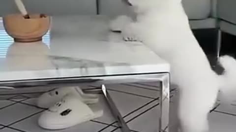 Funniest animal video