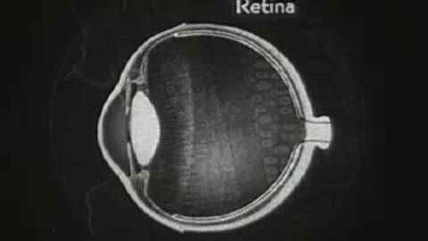 How the Eye Functions – Vintage Educational Science Film | Public Domain