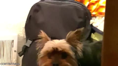 A Dog Saves Baby Duck - Your Daily Does of The Internet