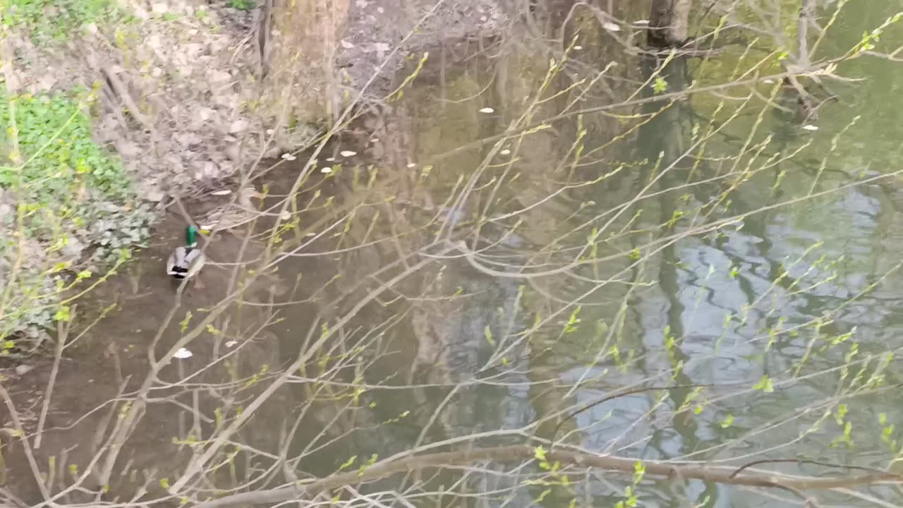 Nature 🐠 "Duck Among Fish – Will They Escape?"