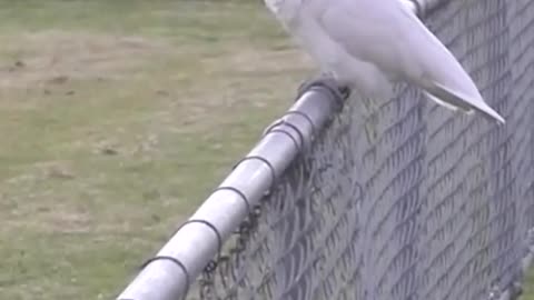 Crafty cockatoos learn to use public drinking fountains