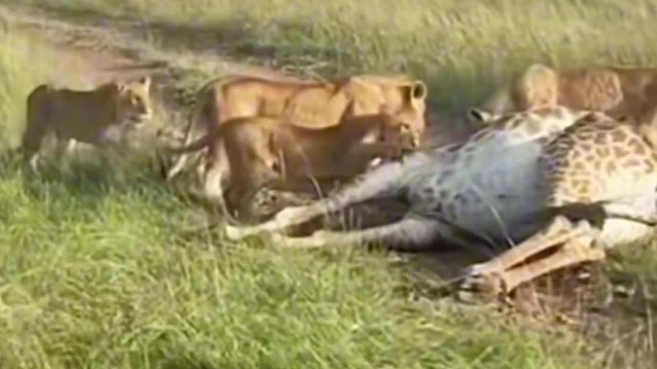 Lions hunt giraffes, and once they fall down they can't get up again