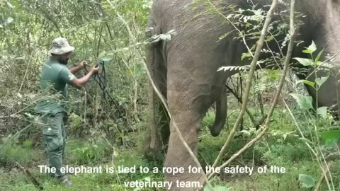 Veterinary treatment for tusker with a disabled leg.😮😮