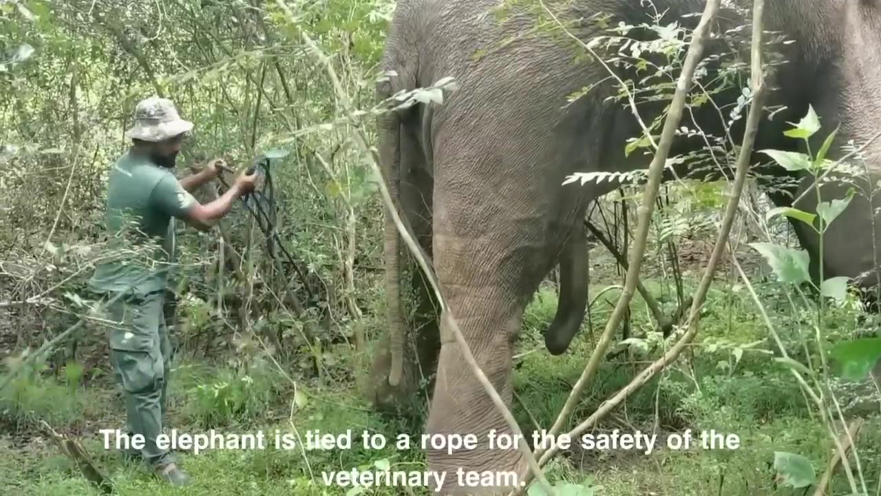 Veterinary treatment for tusker with a disabled leg.😮😮