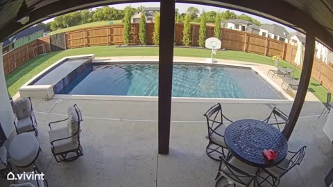 Doge Forgot We Had a Pool