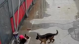 This Dog Saved His Friend From This Hole! ❤️