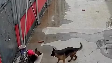This Dog Saved His Friend From This Hole! ❤️