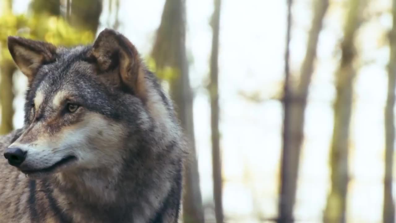 The legend of the two wolves