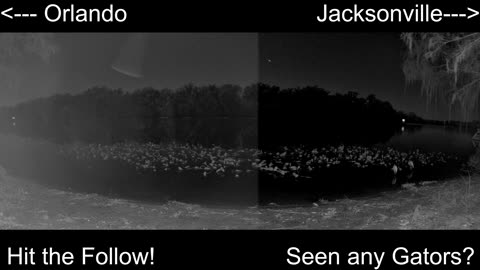 4K Live St. Johns River Cam: Florida Alligators & Wildlife 🐊🌿