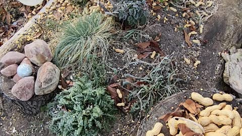 The new Blue Jay feeding Venue exposed!