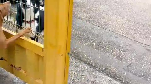 Dog Are Perfect Friends Until Gate Closes