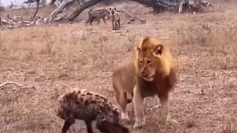 animals